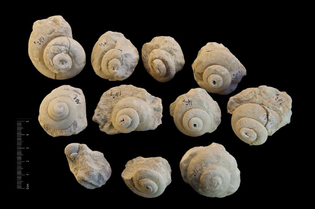 Fossile (invertebrato, serie)