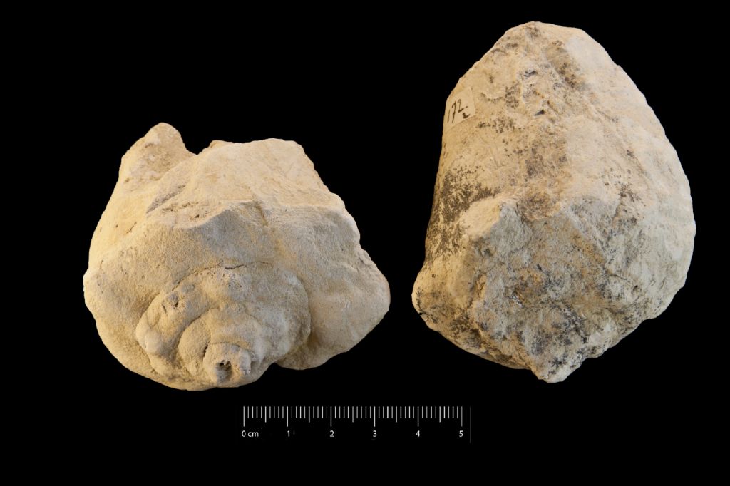 Fossile (invertebrato, serie)