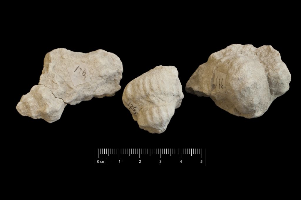 Fossile (invertebrato, serie)