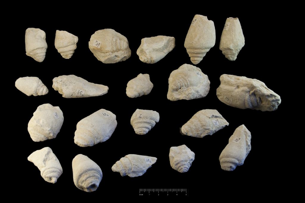 Fossile (invertebrato, serie)