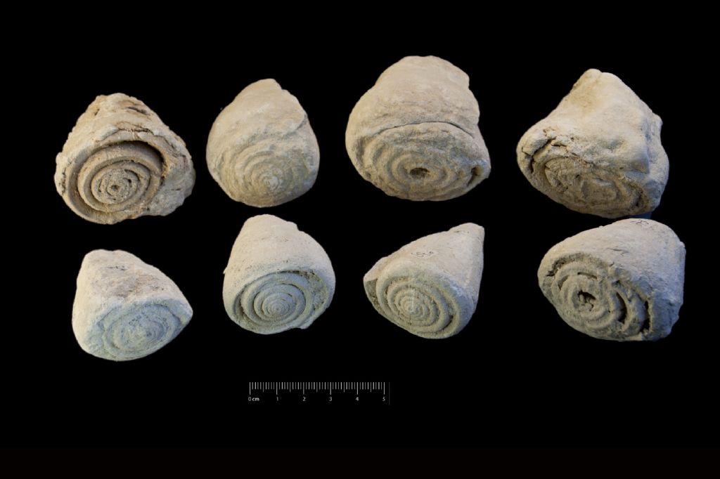 Fossile (invertebrato, serie)