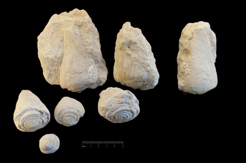 Fossile (invertebrato, serie)