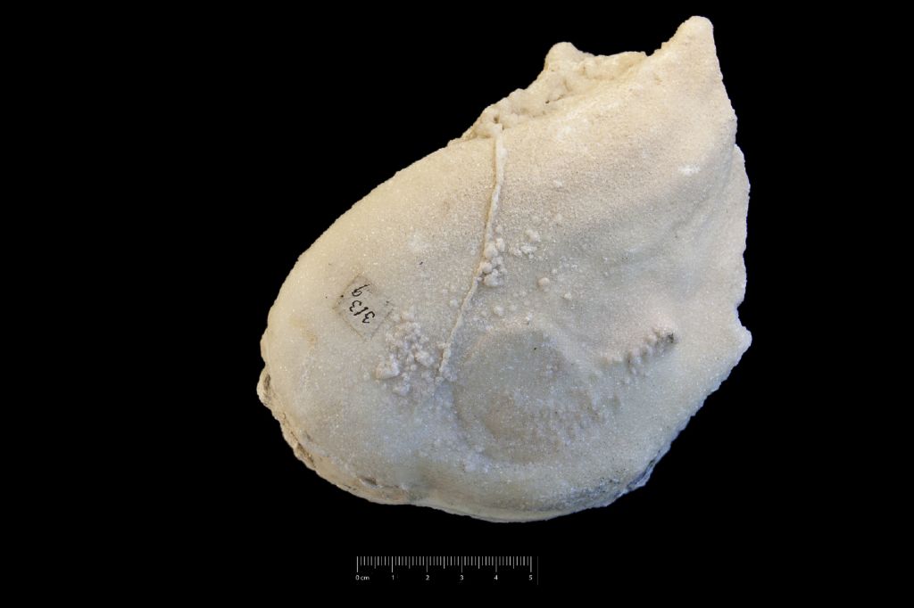 Fossile (invertebrato, esemplare)