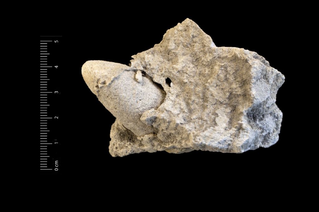 Fossile (invertebrato, esemplare)