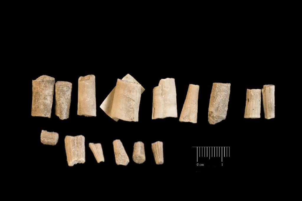 Fossile (invertebrato, serie)