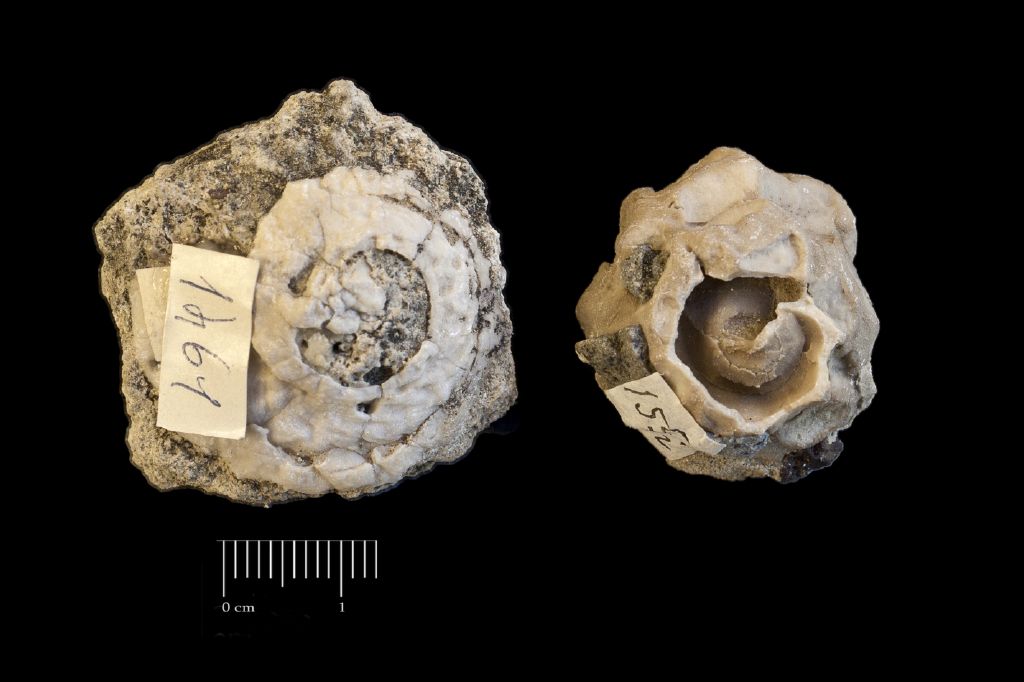 Fossile (invertebrato, serie)