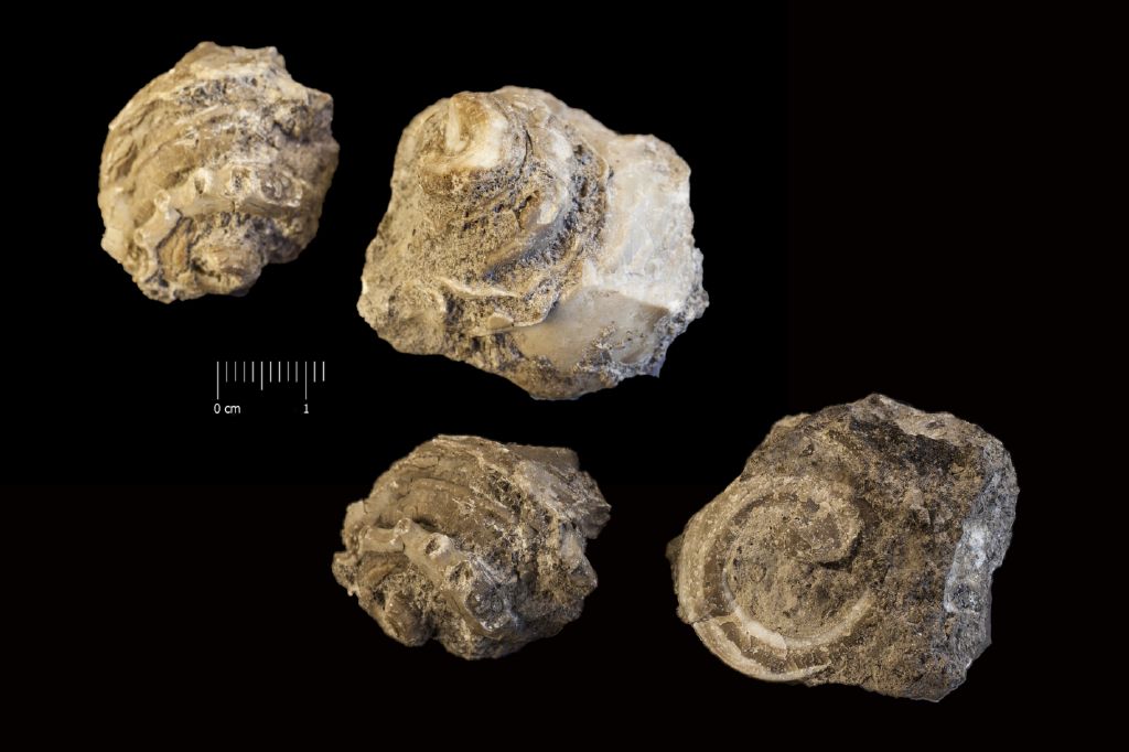 Fossile (invertebrato, serie)
