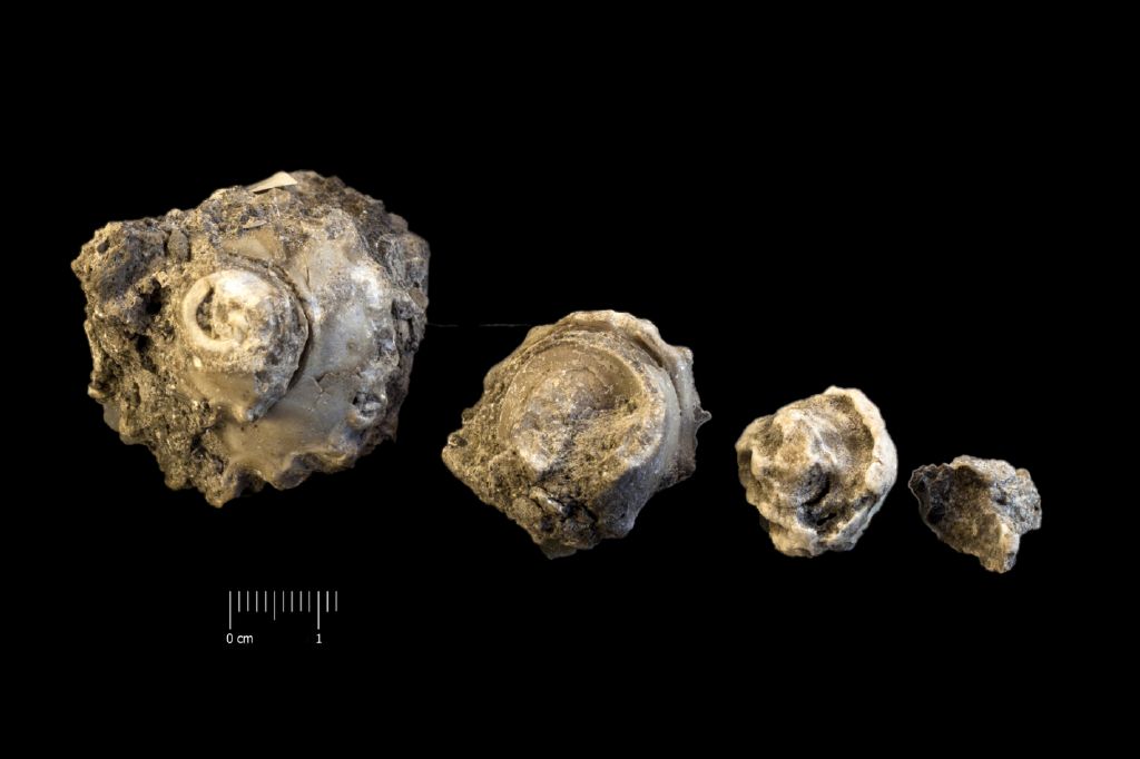 Fossile (invertebrato, serie)