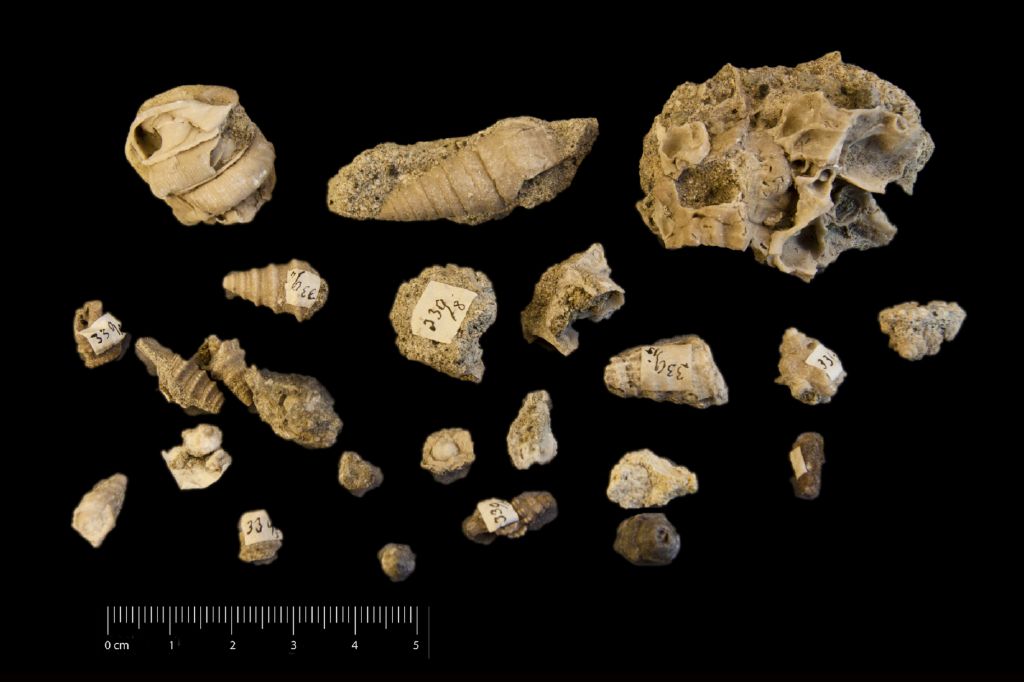 Fossile (invertebrato, serie)