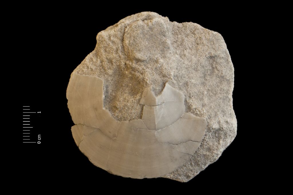 Fossile (invertebrato, esemplare)