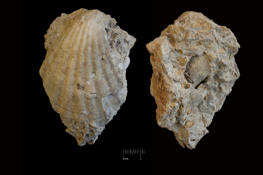 Fossile (invertebrato, esemplare)