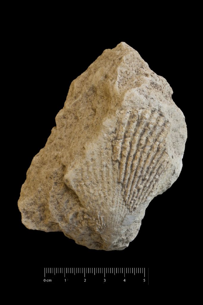 Fossile (invertebrato, esemplare)