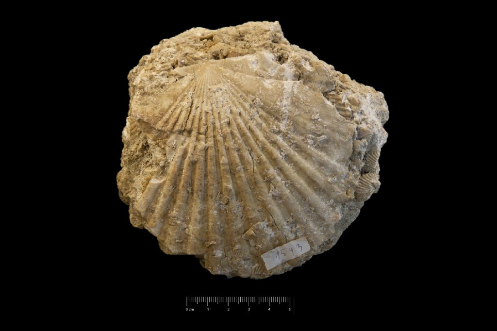 Fossile (invertebrato, esemplare)