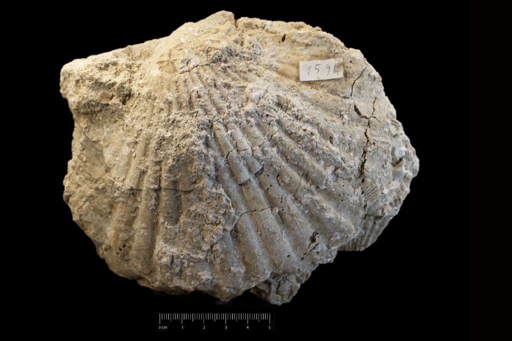 Fossile (invertebrato, esemplare)