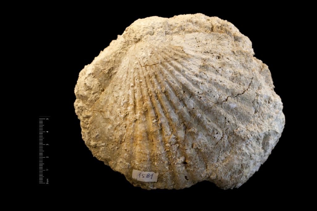 Fossile (invertebrato, esemplare)