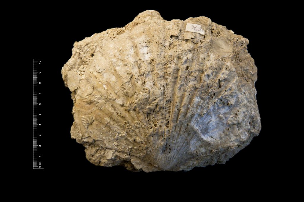 Fossile (invertebrato, esemplare)