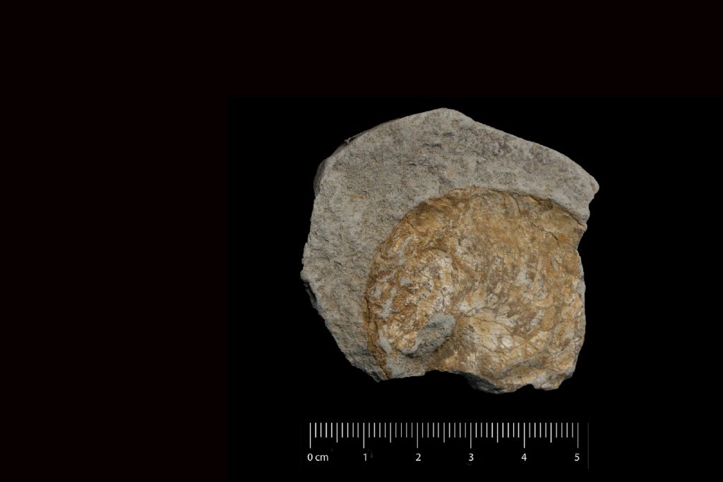 Fossile (invertebrato, esemplare)