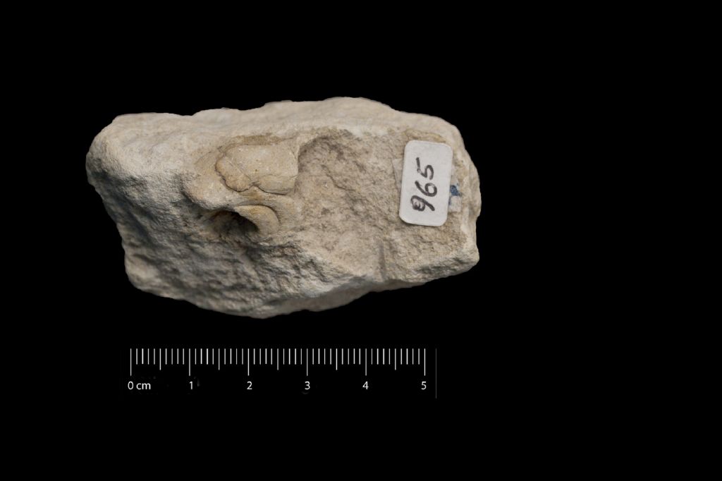 Fossile (invertebrato, esemplare)