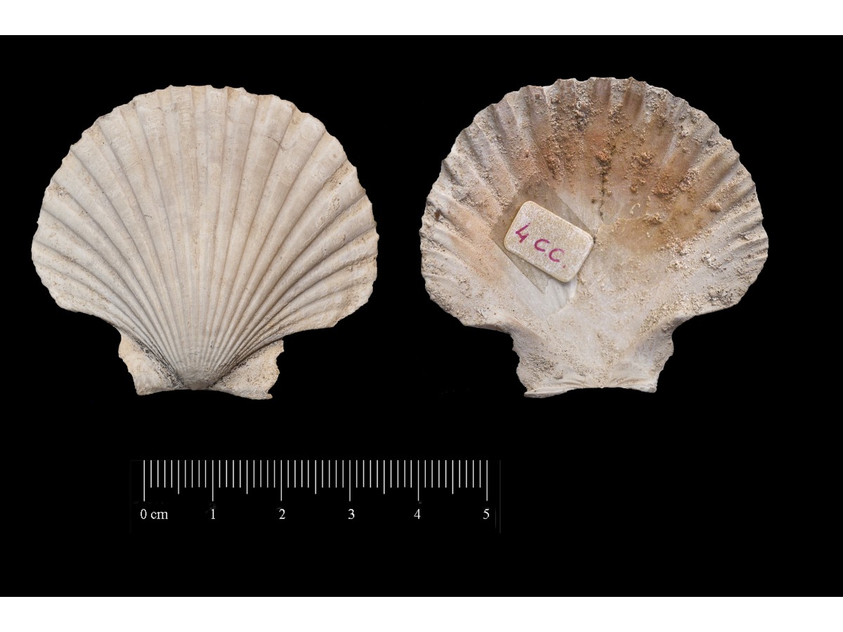 Fossile (invertebrato, esemplare)