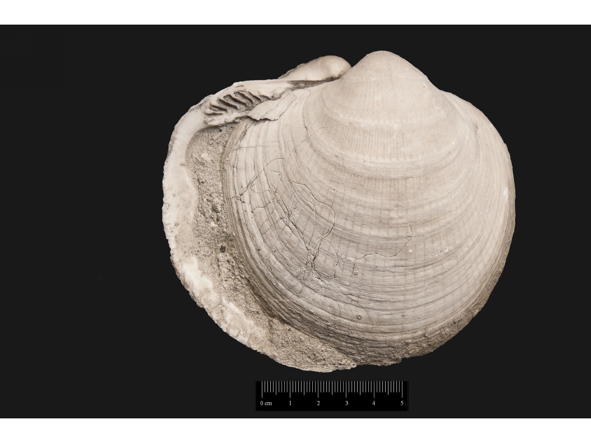 Fossile (invertebrato, esemplare)