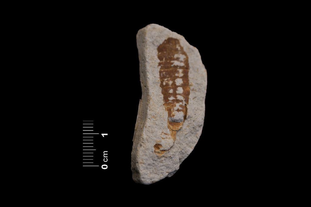 Fossile (invertebrato, esemplare)