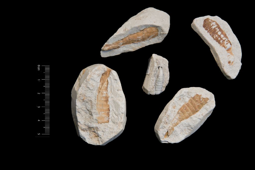 Fossile (invertebrato, serie)