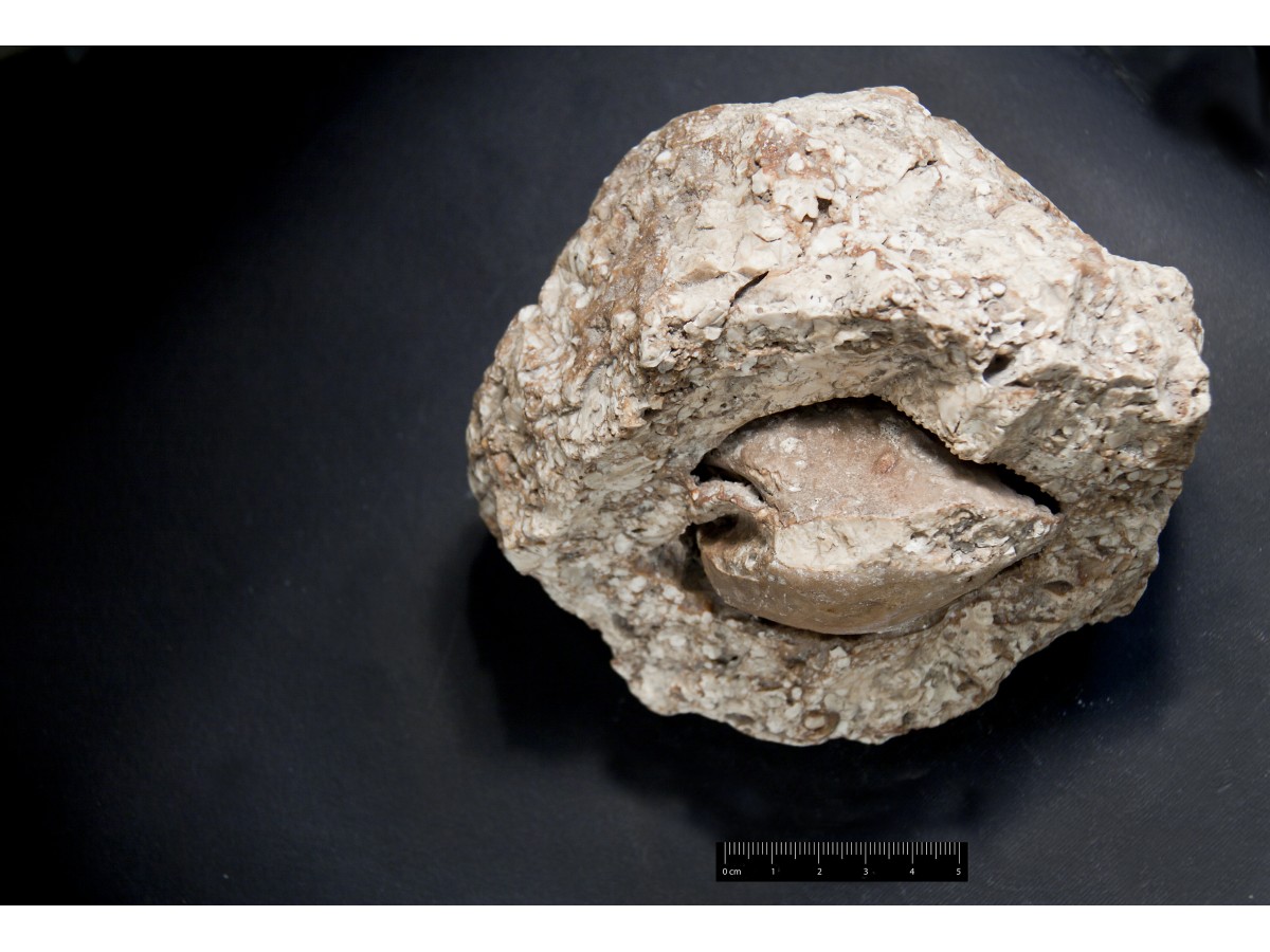 Fossile (invertebrato, esemplare)
