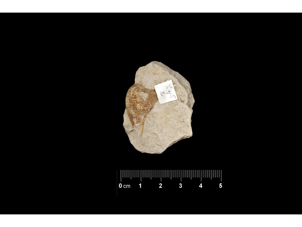 Fossile (invertebrato, esemplare)