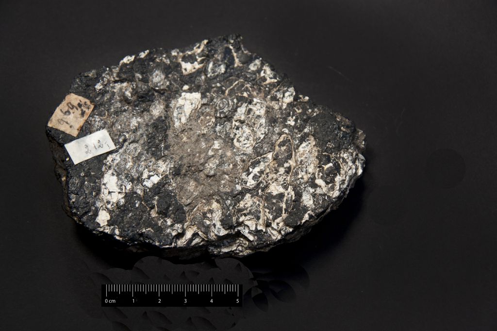 Fossile (invertebrato, associazione fossile)
