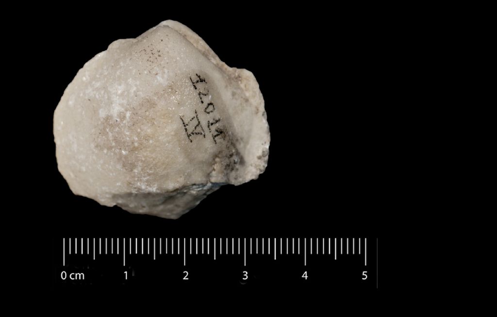 Fossile (invertebrato, esemplare)