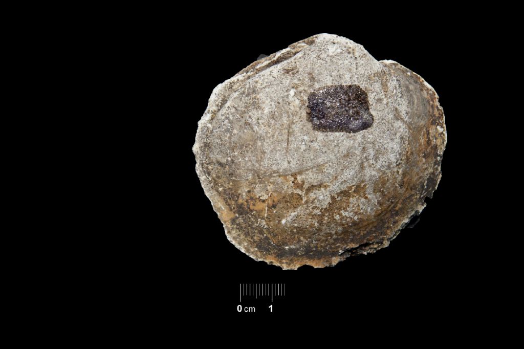 Fossile (invertebrato, esemplare)