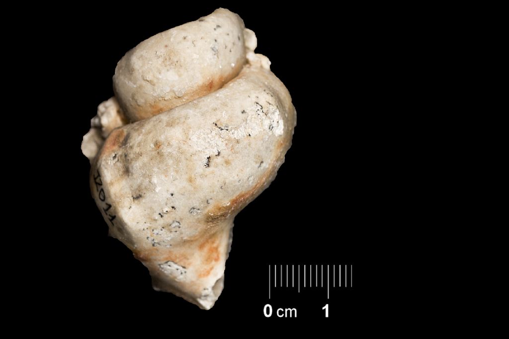 Fossile (invertebrato, esemplare)