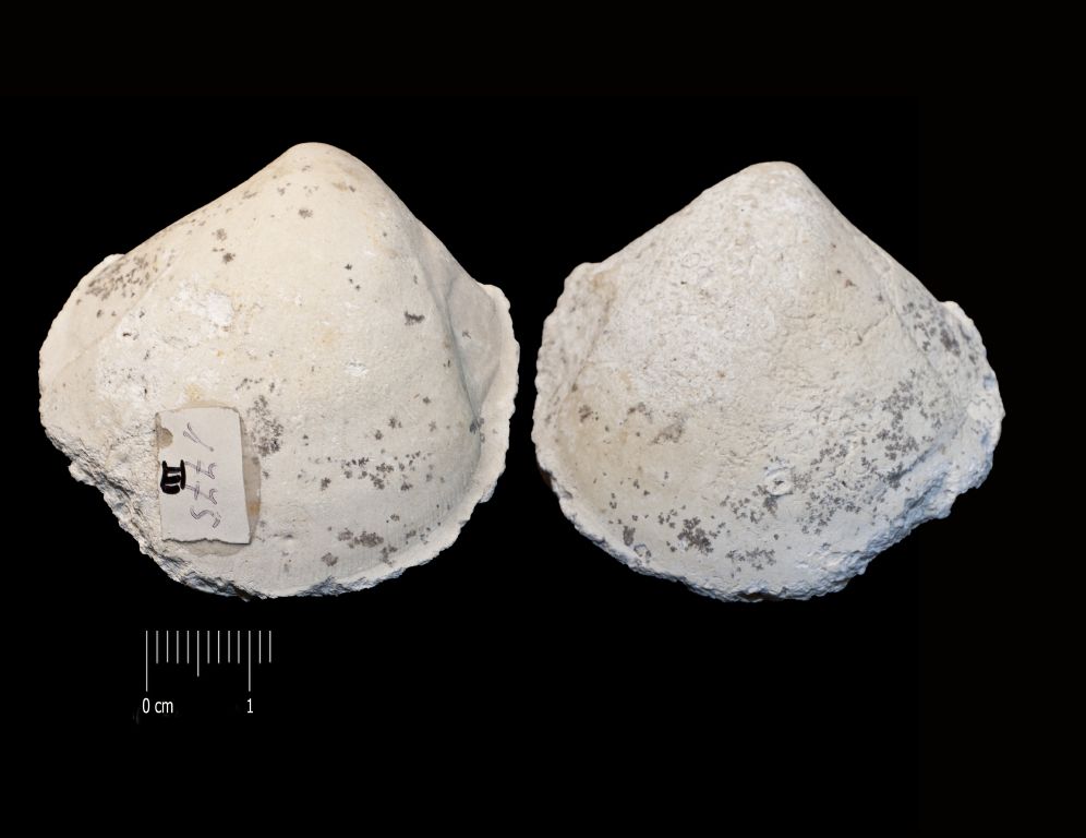 Fossile (invertebrato, esemplare)