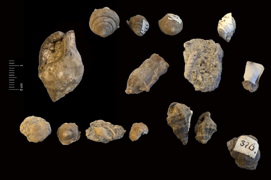 Fossile (invertebrato, insieme)