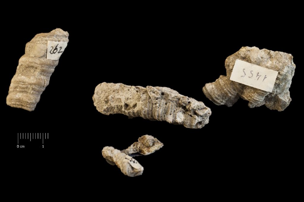Fossile (invertebrato, insieme)