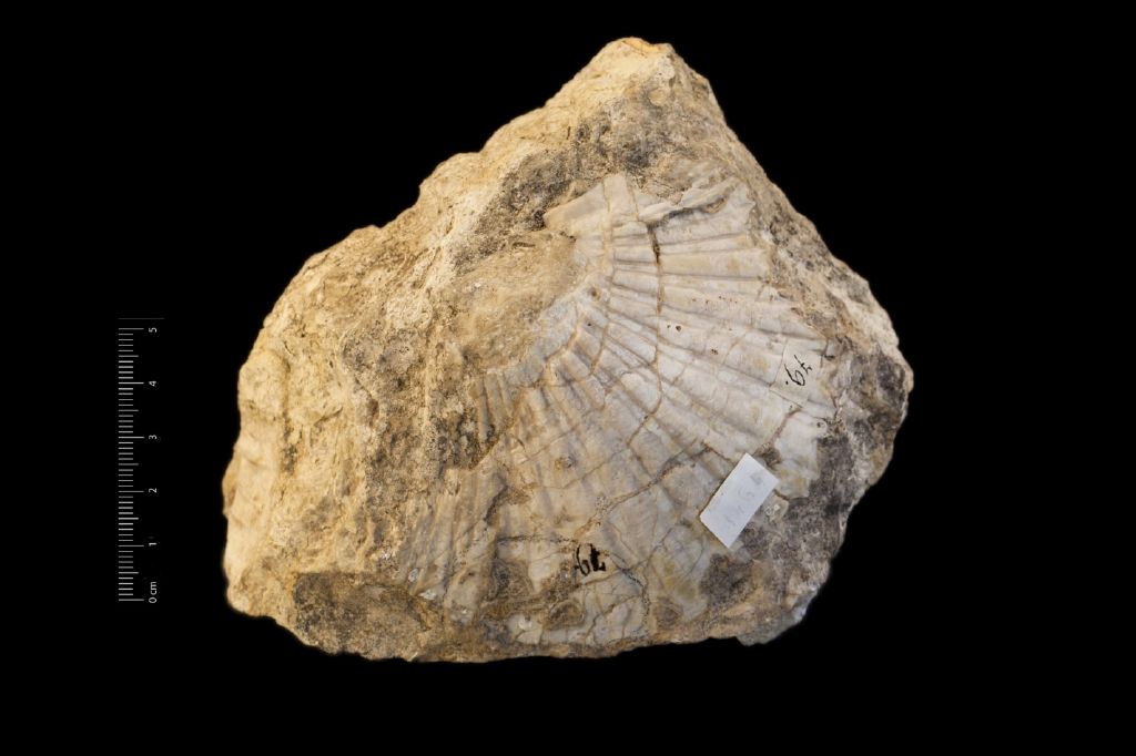 Fossile (invertebrato, esemplare)