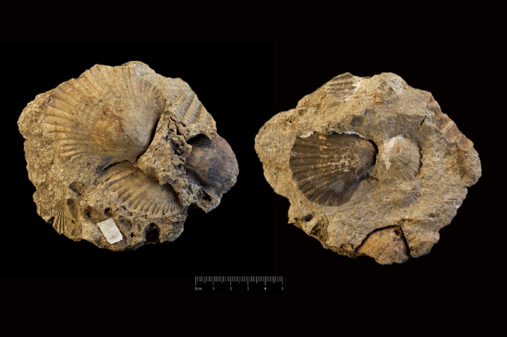 Fossile (invertebrato, associazione fossile)