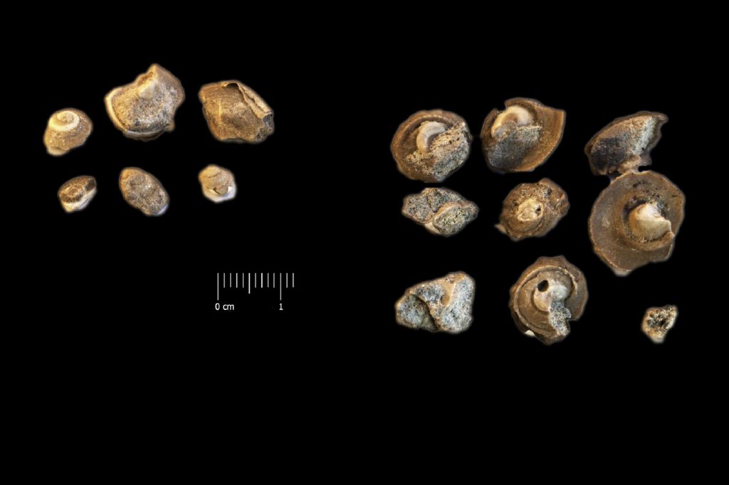Fossile (invertebrato, insieme)