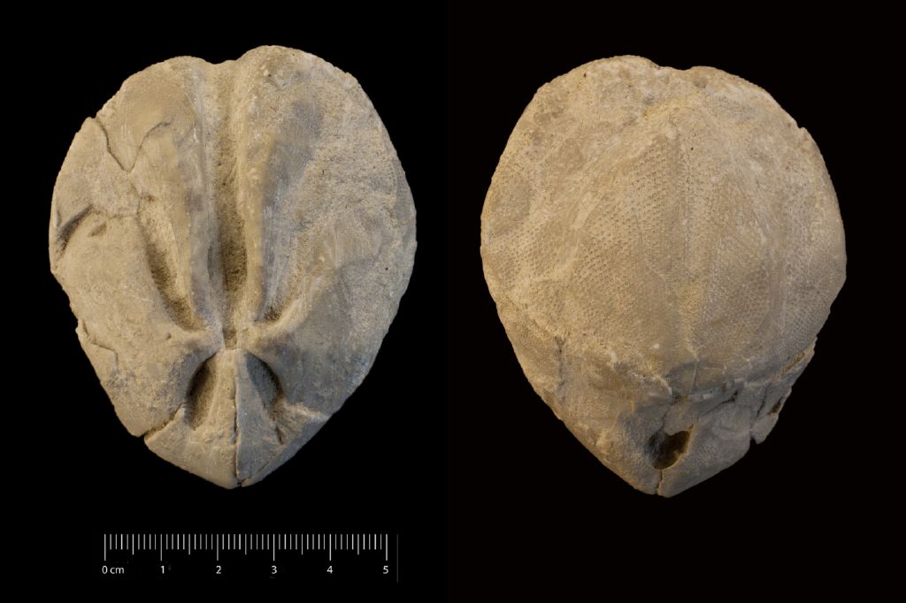 Fossile (invertebrato, teca di echinide, esemplare)