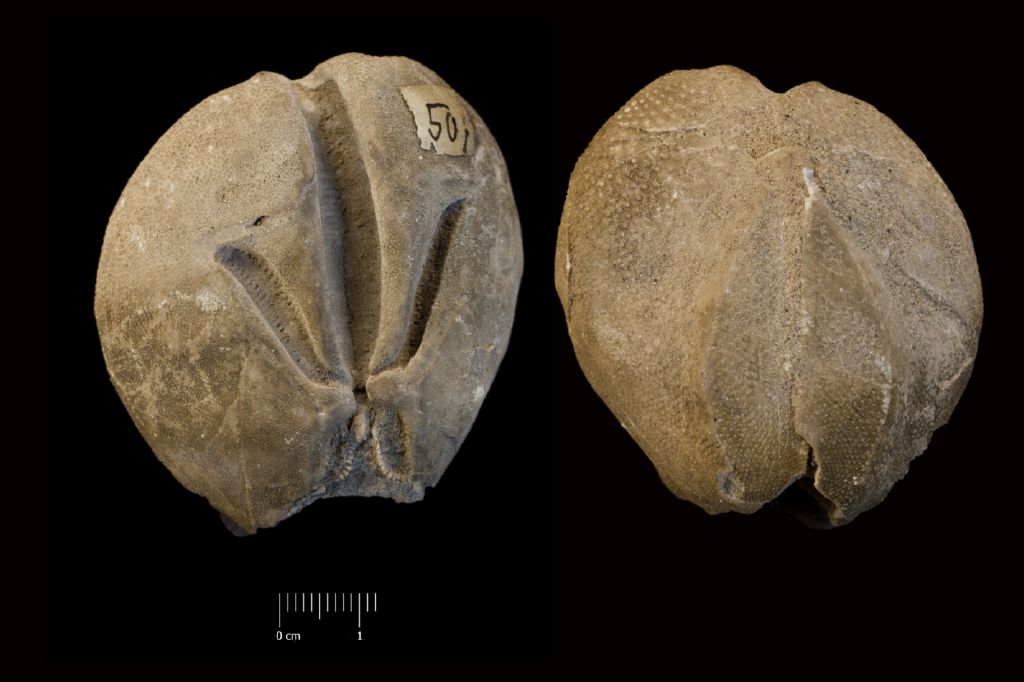 Fossile (invertebrato, teca di echinide, esemplare)