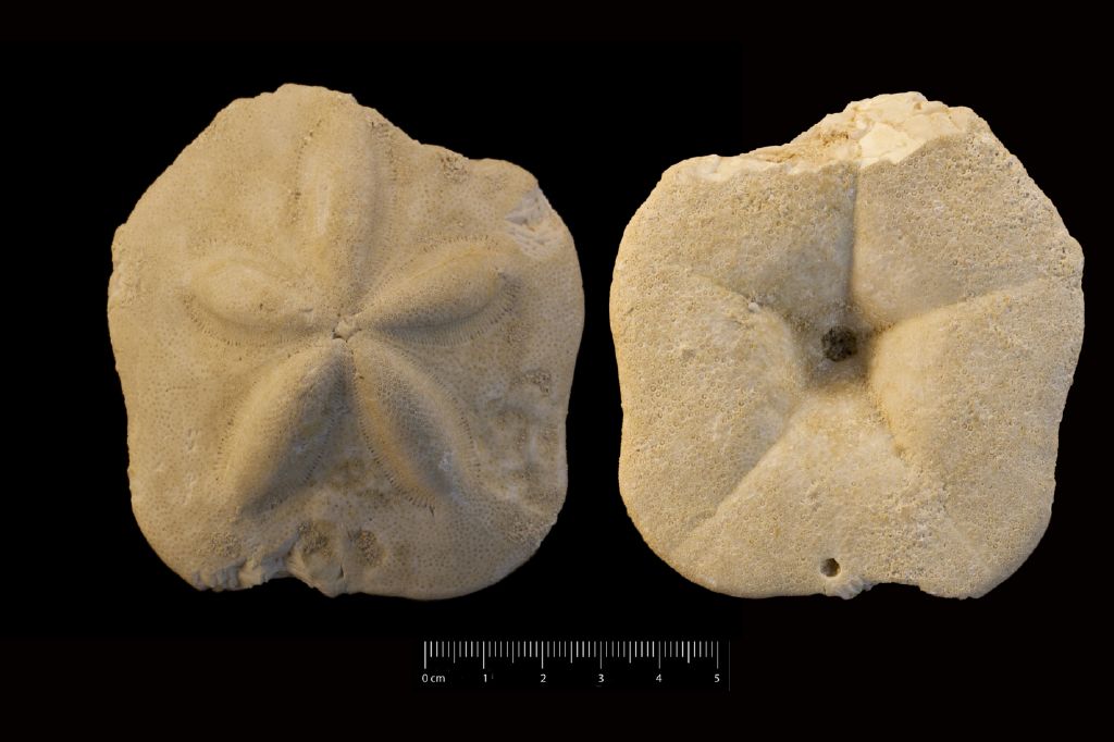Fossile (invertebrato, teca di echinide, esemplare)