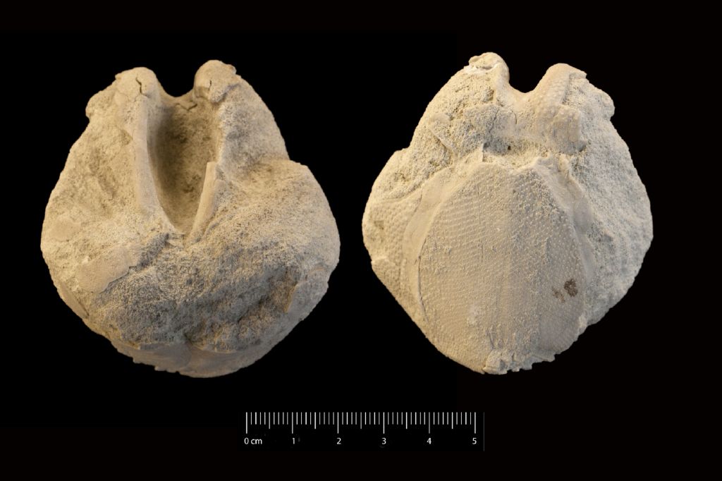 Fossile (invertebrato, teca di echinide, esemplare)