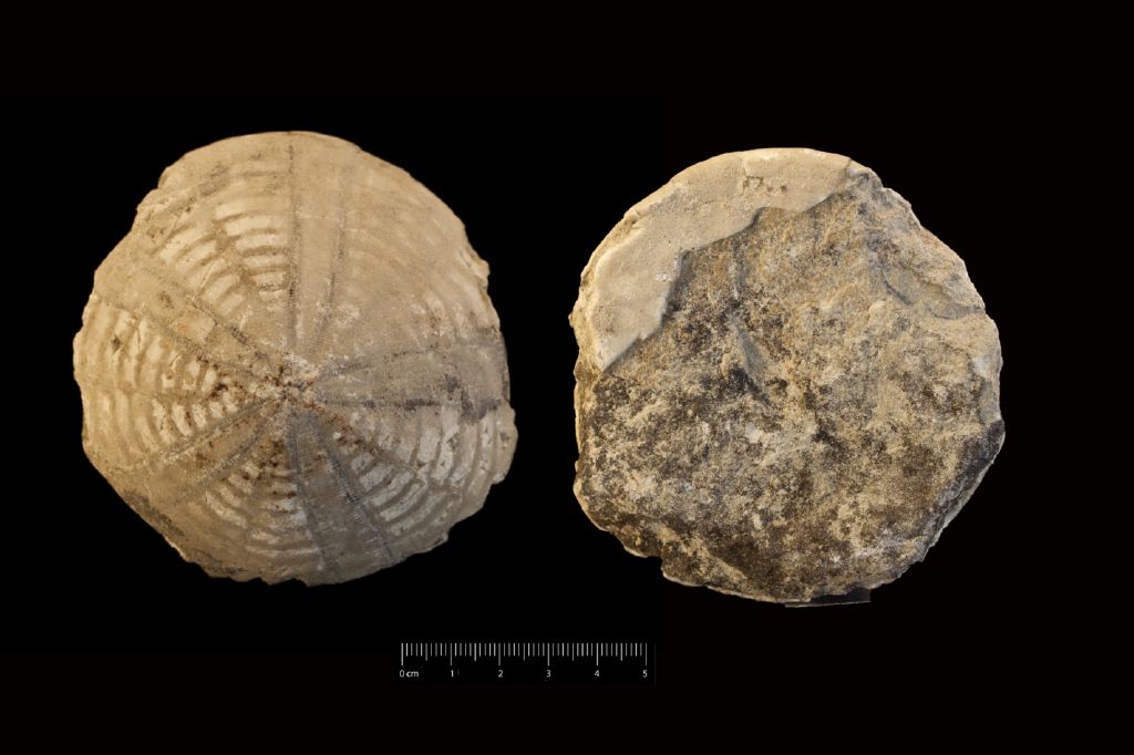 Fossile (invertebrato, teca di echinide, esemplare)