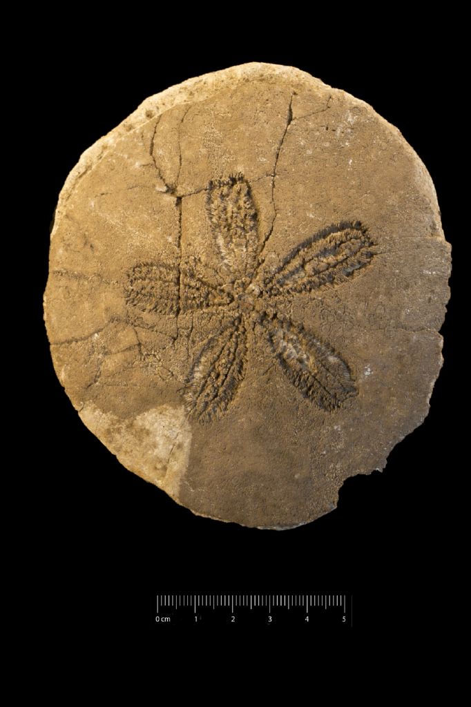 Fossile (invertebrato, teca di echinide, esemplare)