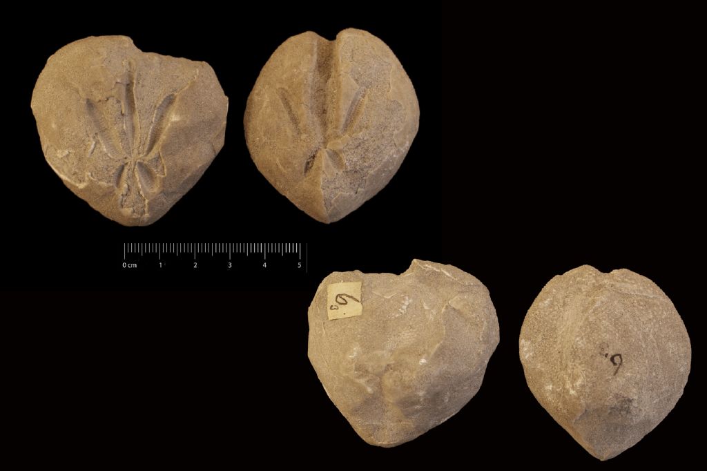 Fossile (invertebrato, teca di echinide, serie)