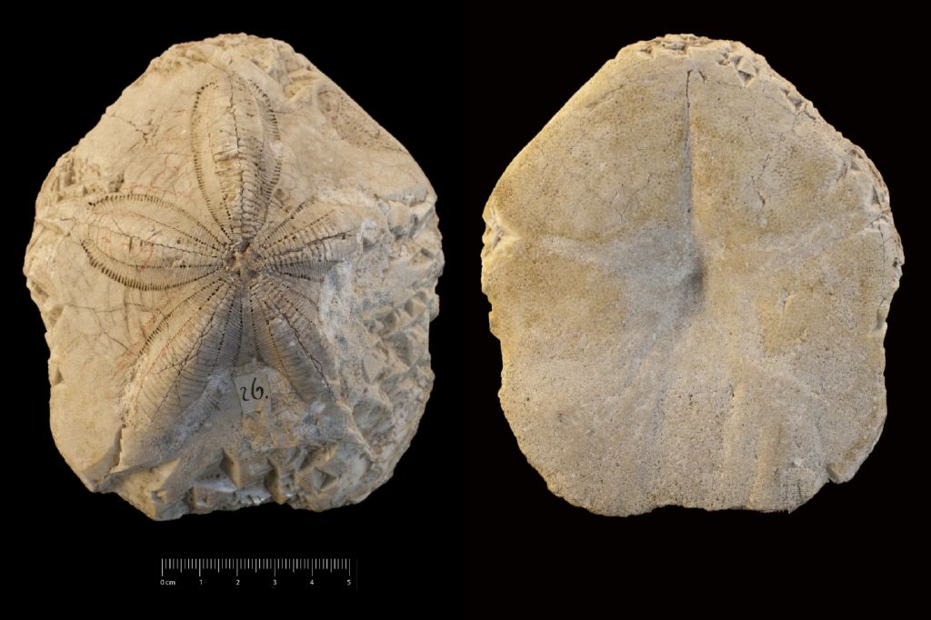 Fossile (invertebrato, teca di echinide, esemplare)