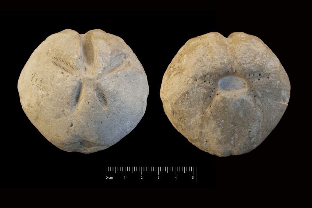 Fossile (invertebrato, teca di echinide, esemplare)
