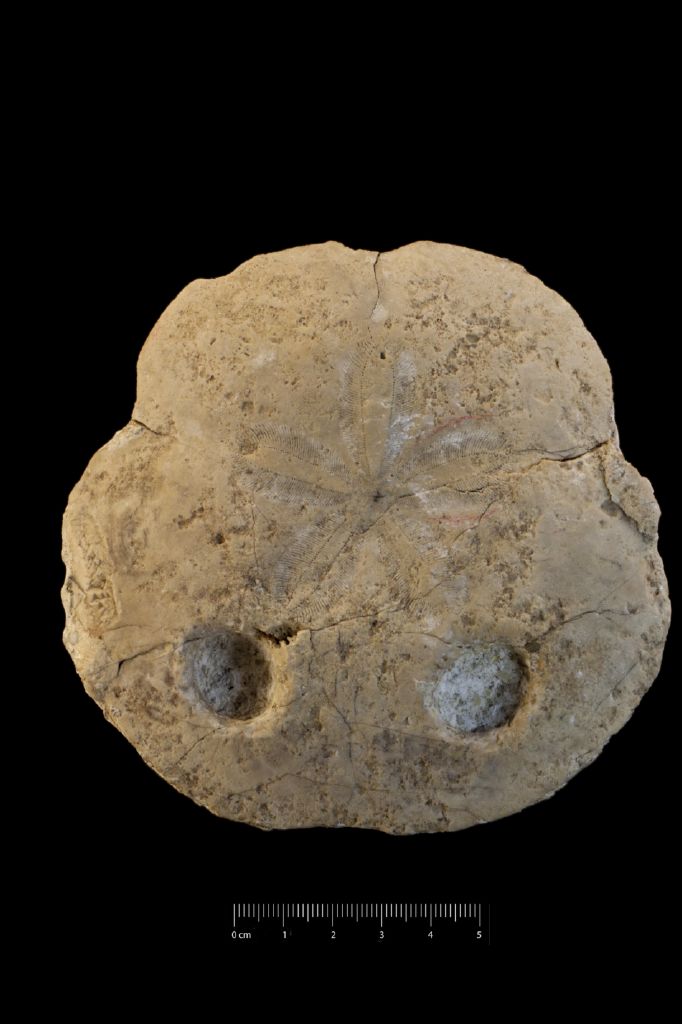 Fossile (invertebrato, teca di echinide, esemplare)