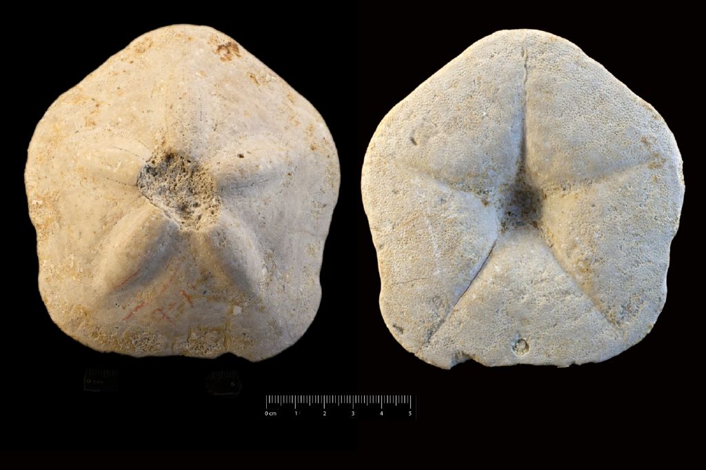 Fossile (invertebrato, teca di echinide, esemplare)