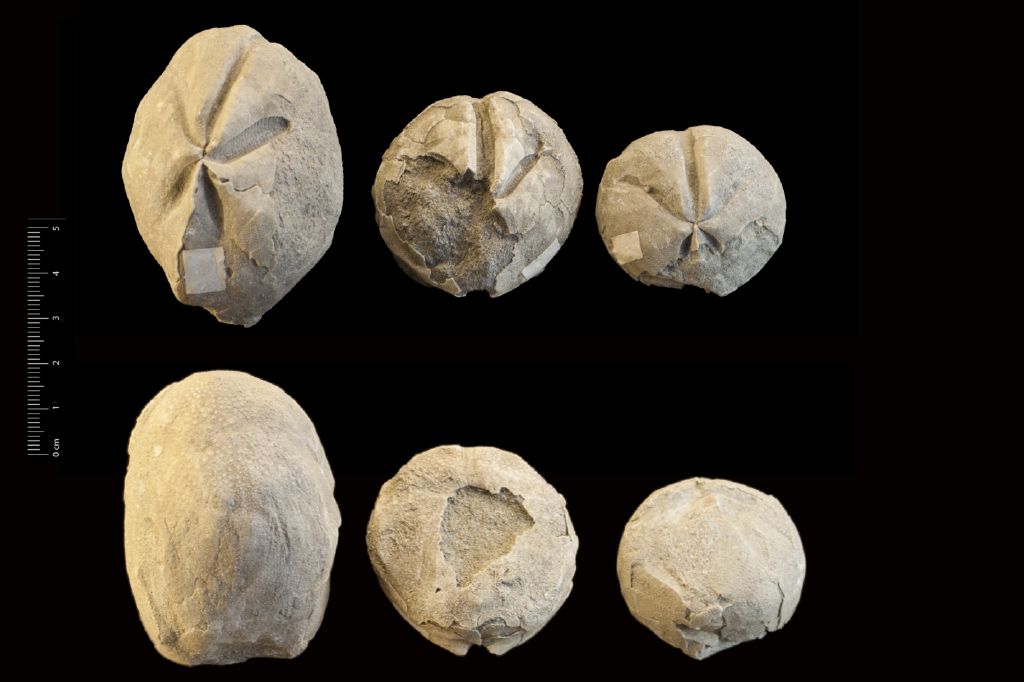 Fossile (invertebrato, teca di echinide, serie)